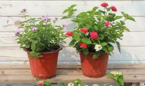 塞拉最新微博爆料视频,精彩瞬间抢先看 第3张 塞拉最新微博爆料视频,精彩瞬间抢先看 第3张