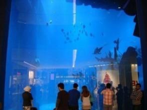 迪拜爆料新闻事件视频,惊曝新闻事件视频揭秘  第1张